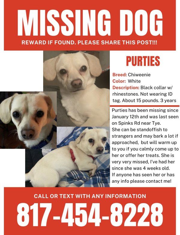 Safe Chihuahua in Abilene, TX