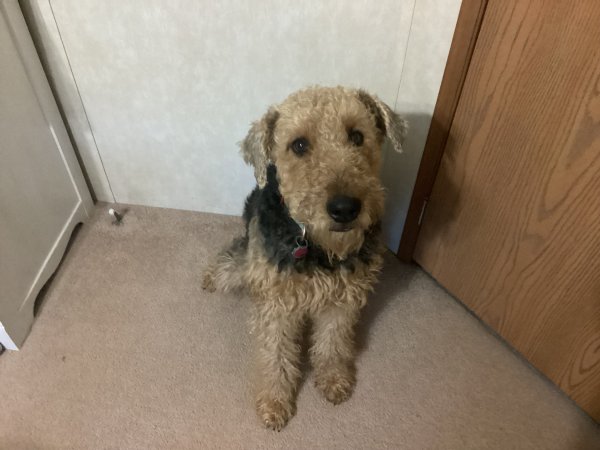 Lost Airedale Terrier in Maryland