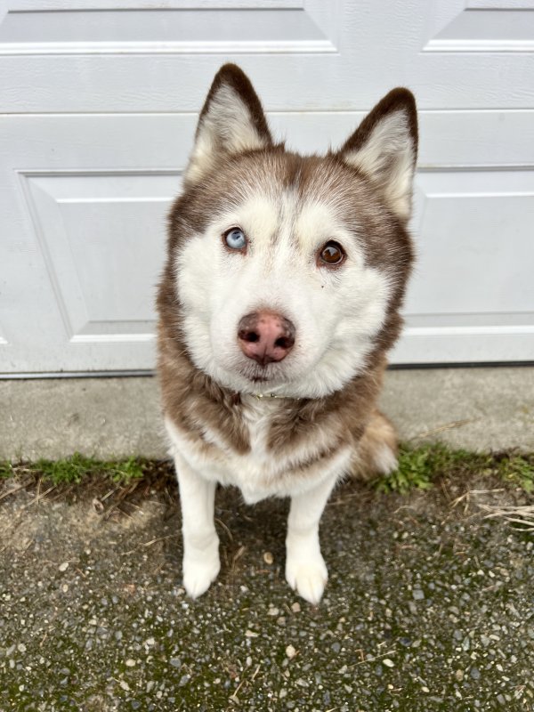 Lost Siberian Husky 