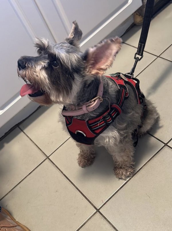 Safe Miniature Schnauzer in Miami, FL