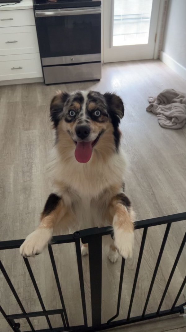 Lost Australian Shepherd in Saint Petersburg, FL