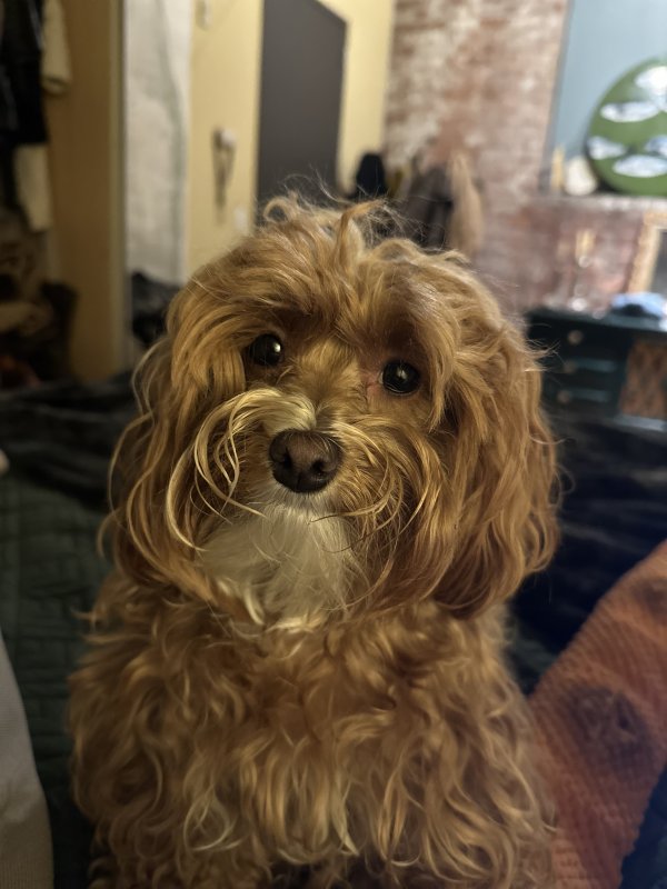 Lost Shih Tzu in Bellevue, WA