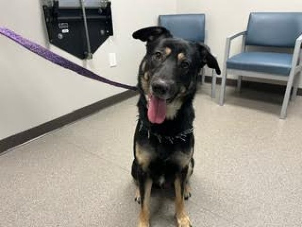 Found German Shepherd Dog in Dayton, OH