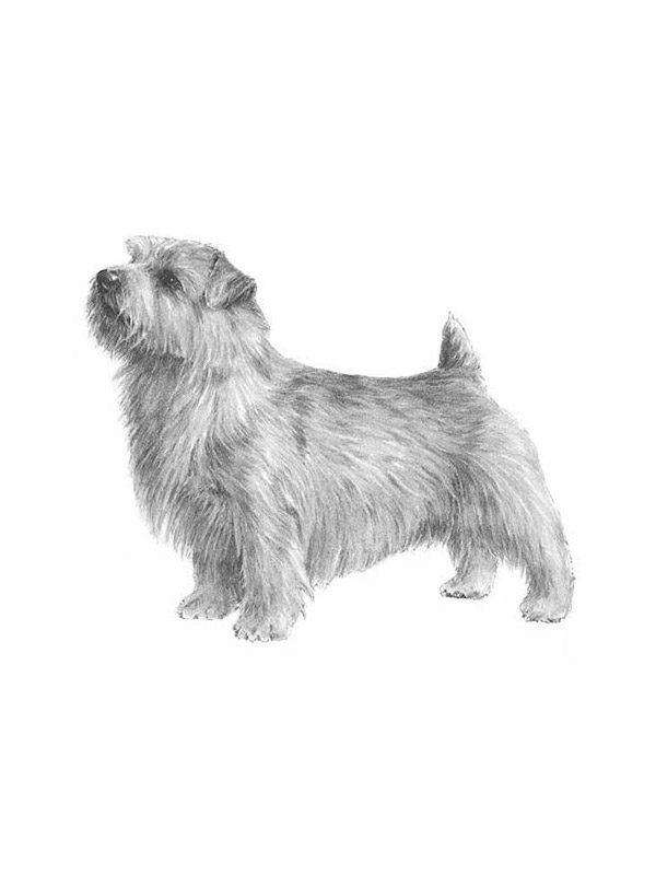 Safe Norfolk Terrier in Houston, TX