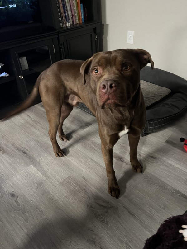 Found Pit Bull in Roswell, GA