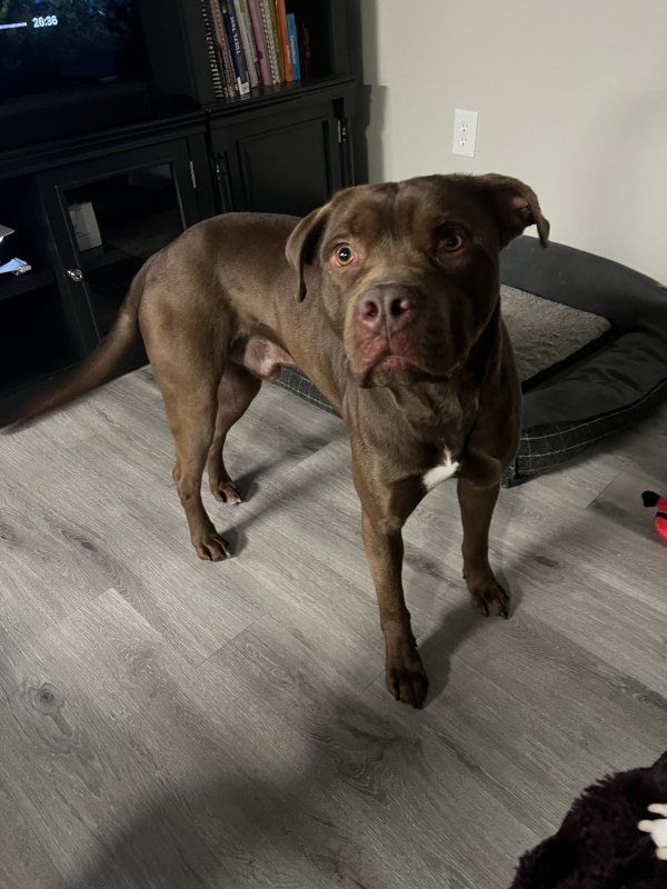 Safe Pit Bull in Roswell, GA