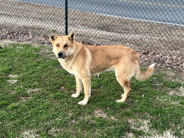 Found German Shepherd Dog in Gainesville, Georgia