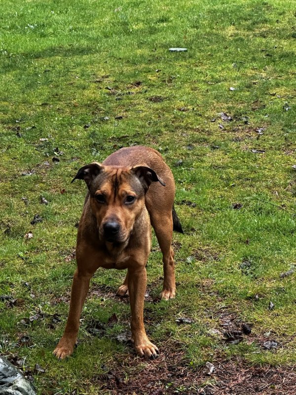 Found Mutt in Edmonds, WA