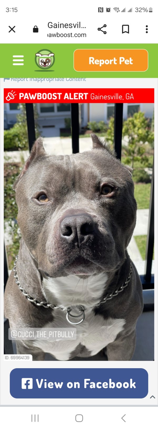 Safe American Bulldog in Gainesville, GA