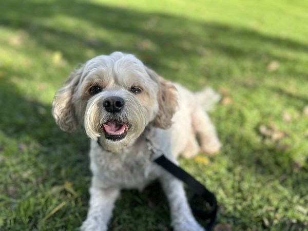 Found Poodle in San Diego, California