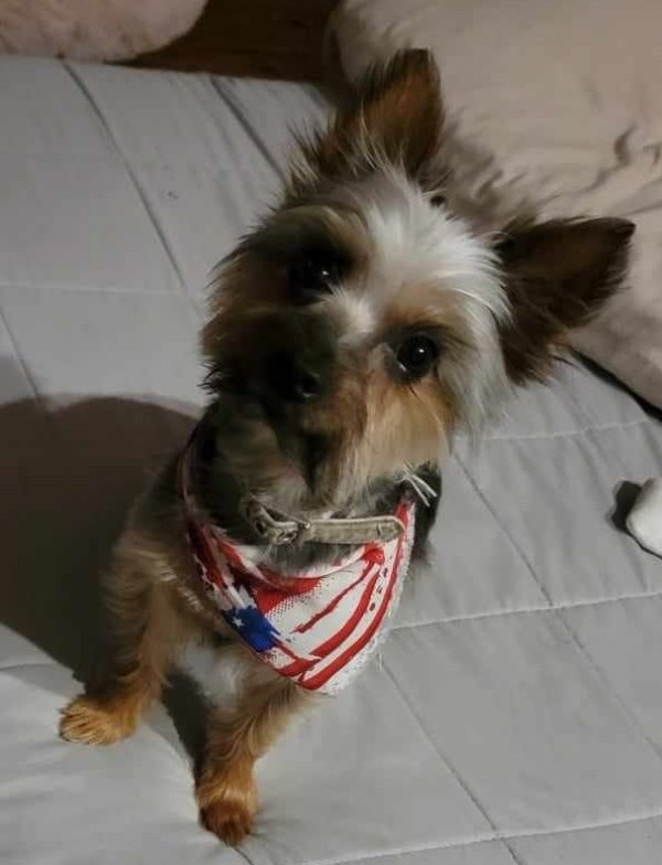 Lost Yorkshire Terrier in Texas