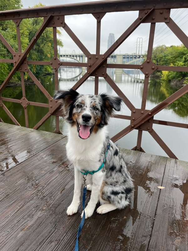 Lost Australian Cattle Dog in Longmont, CO