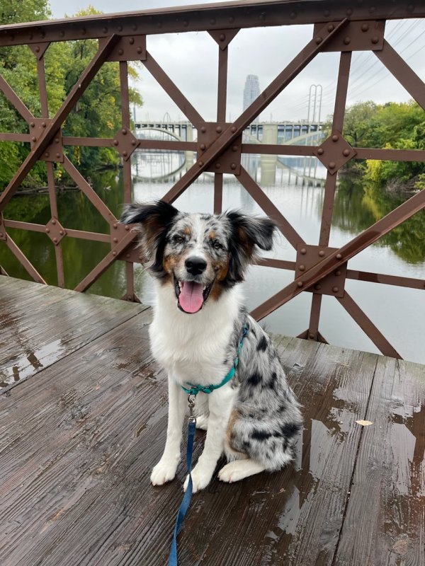 Safe Australian Cattle Dog in Longmont, CO