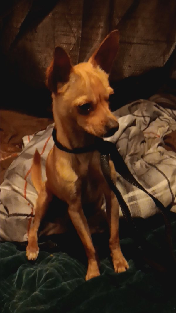 Lost Chihuahua in San Pablo, CA