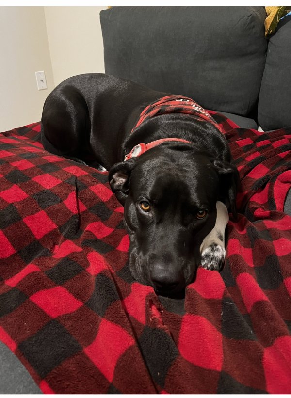 Lost Labrador Retriever in Frederick, MD