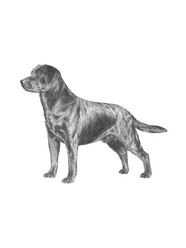 Stolen Labrador Retriever in San Luis Obispo, CA