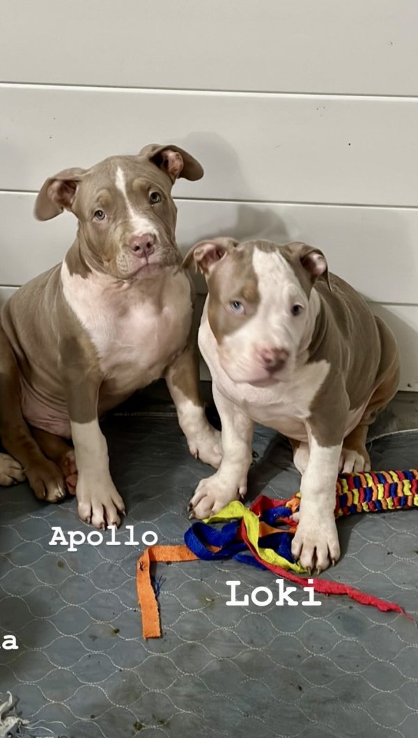 Safe Pit Bull in Tampa, FL