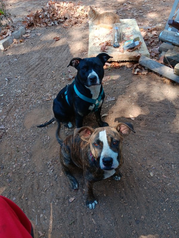 Lost American Staffordshire Terrier 