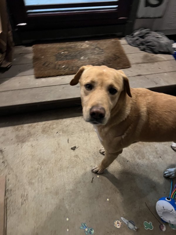Found Labrador Retriever in Blum, TX