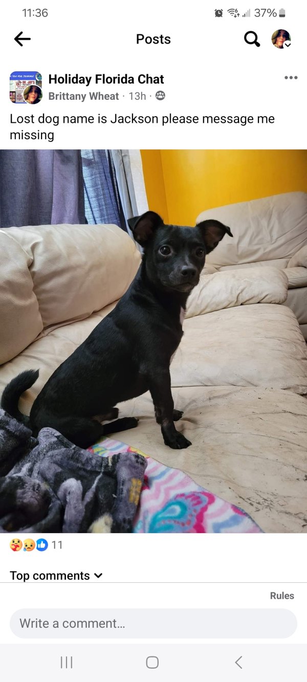 Safe Chihuahua in Holiday, FL