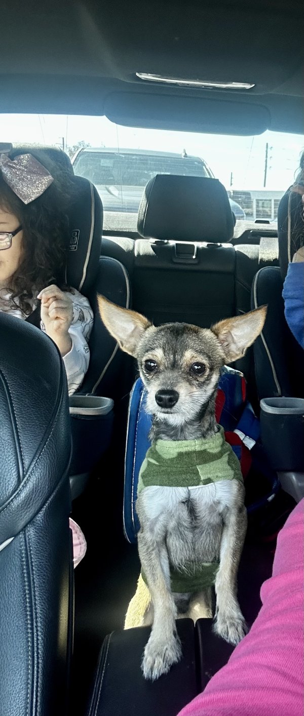 Safe Chihuahua in Spring Hill, FL