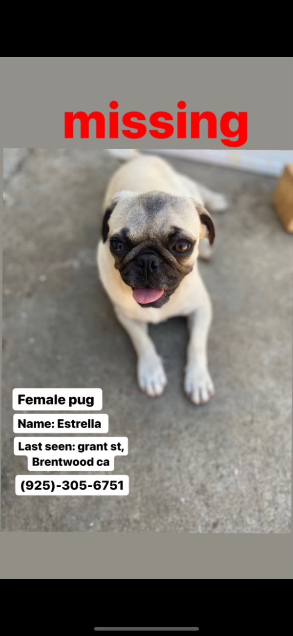 Lost Pug in California