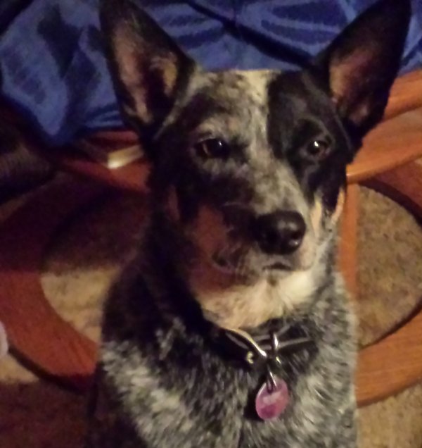 Lost Australian Cattle Dog in Wichita, KS