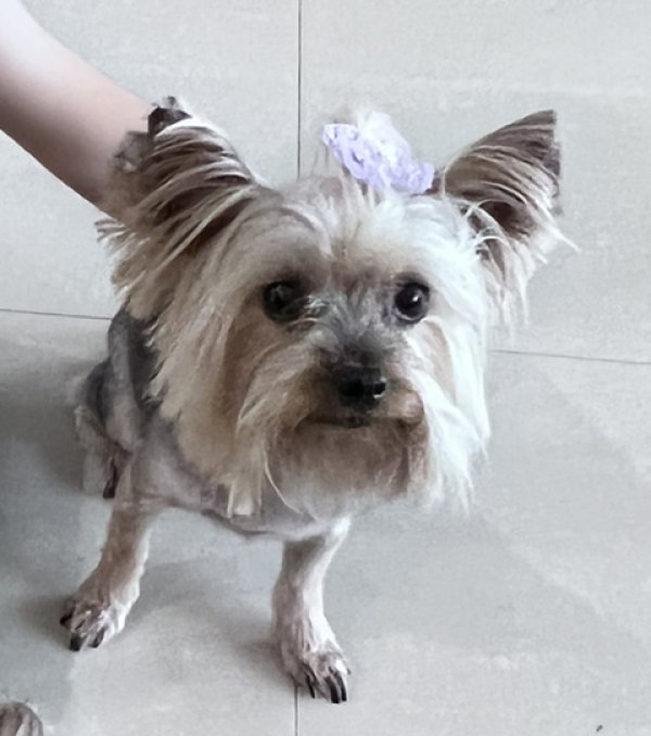 Lost Yorkshire Terrier in Opa Locka, FL