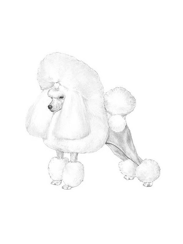 Lost Poodle in New York, NY