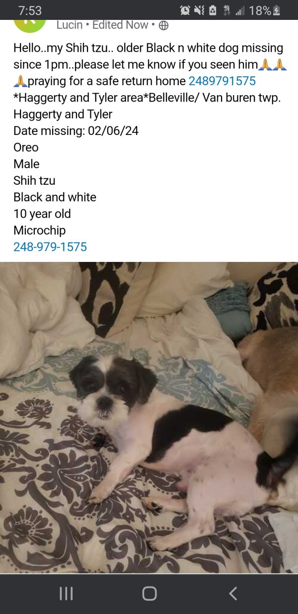 Lost Shih Tzu in Belleville, MI