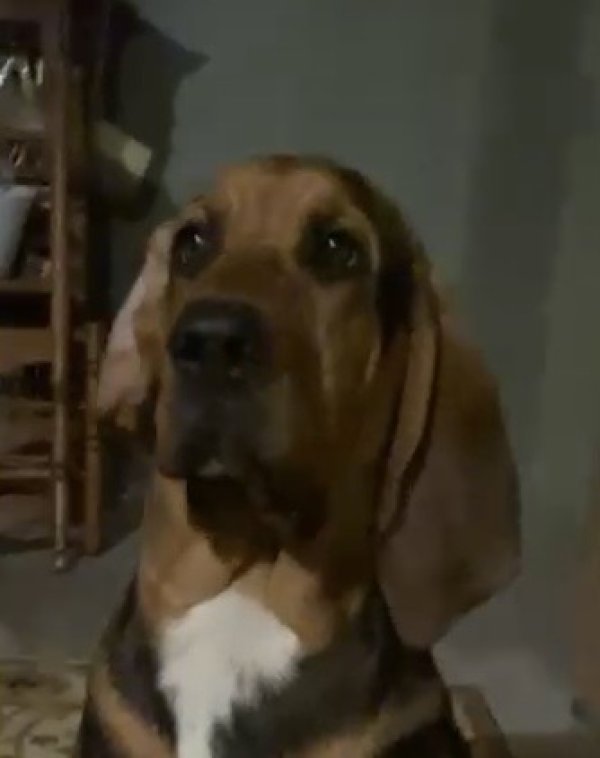 Found Bloodhound in Georgia