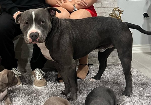 Safe Pit Bull in Spring, TX