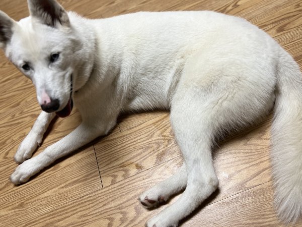 Found Siberian Husky in Whittier, CA