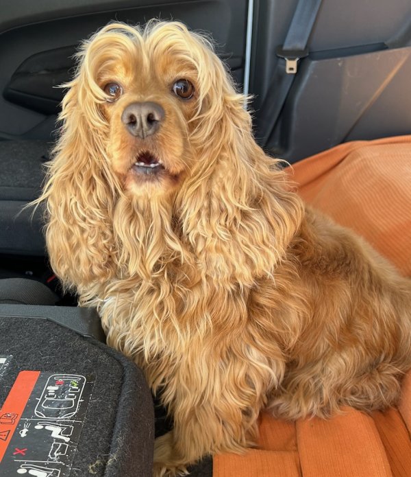 Found Cocker Spaniel in Clearwater, FL