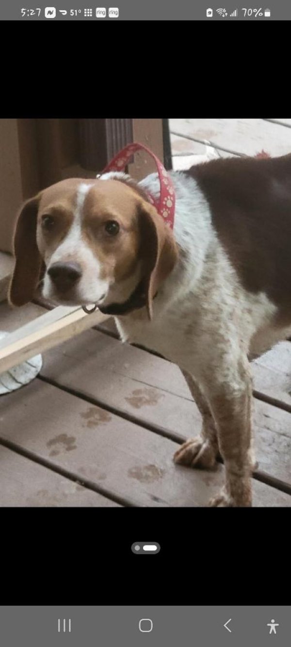 Found Beagle in Upper Marlboro, MD