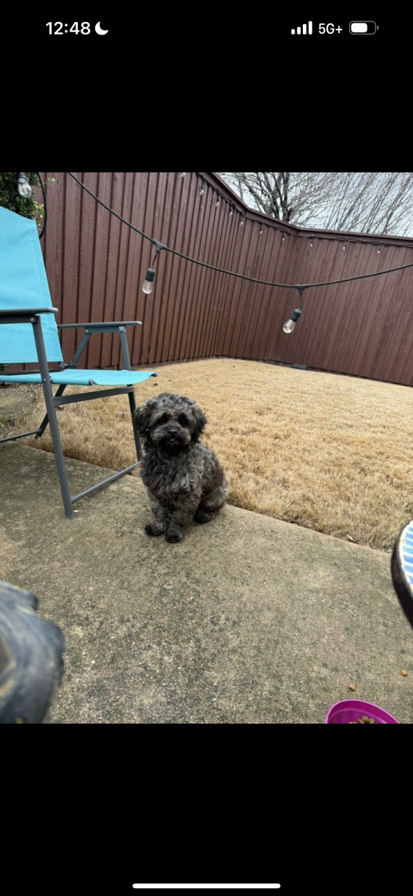Safe Maltese in Plano, TX