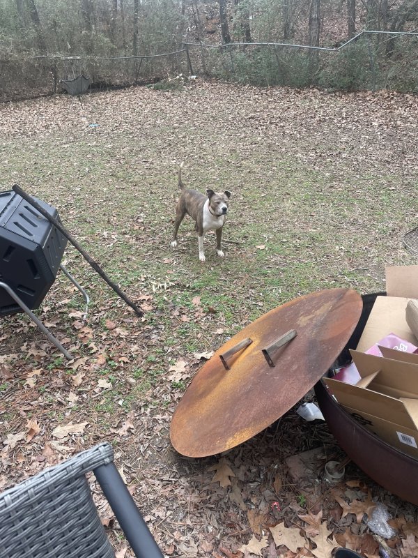 Safe Pit Bull in Little Rock, AR