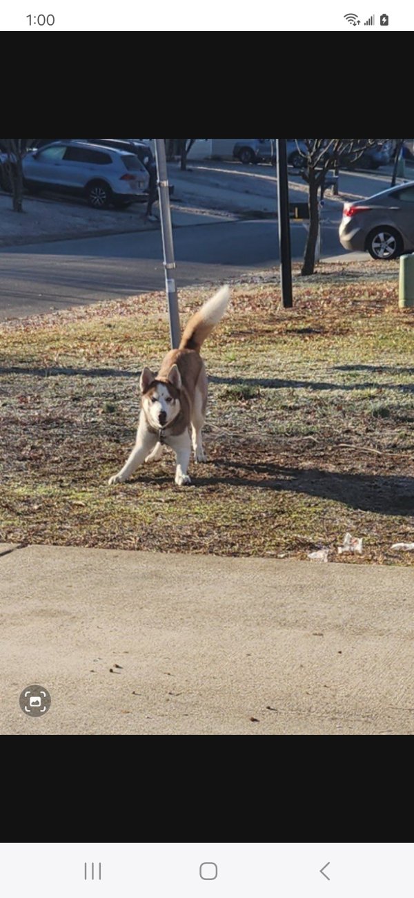 Safe Dog in Cleveland, TN