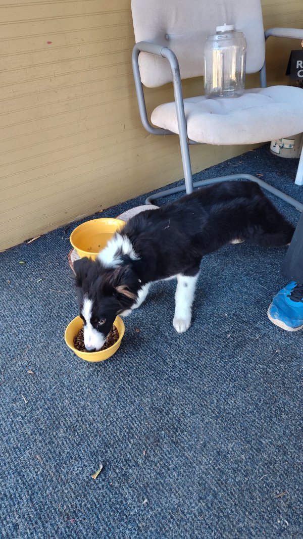 Found Collie in Cleveland, Tennessee