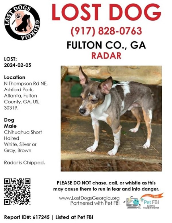 Safe Chihuahua in Atlanta, GA