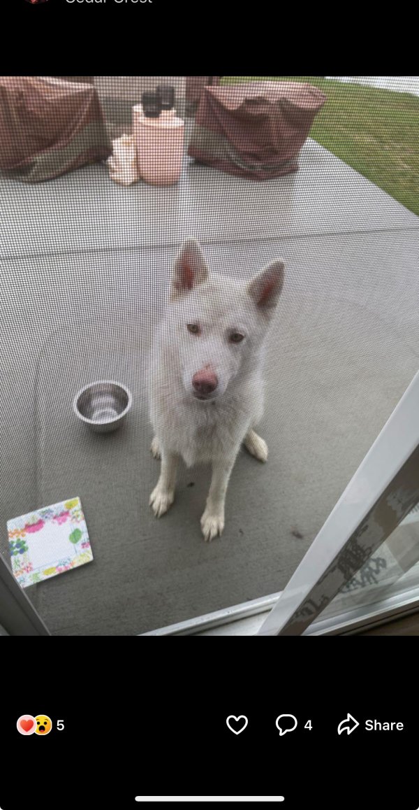 Found Siberian Husky in Marysville, WA