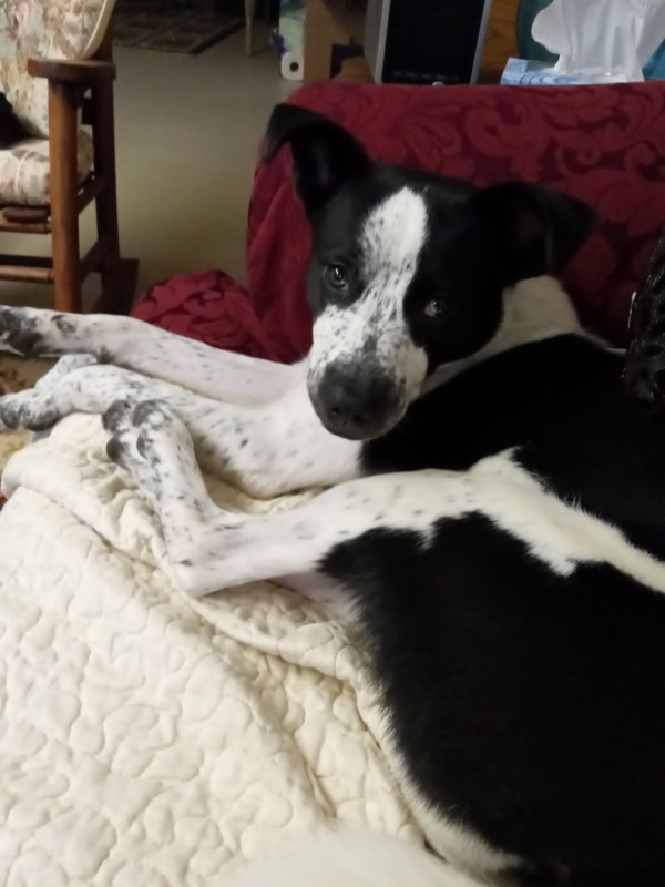 Safe Mutt in Dayton, OH