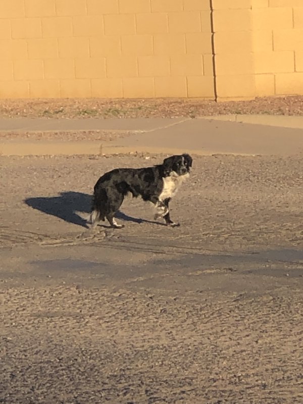 Found Border Collie in Arizona