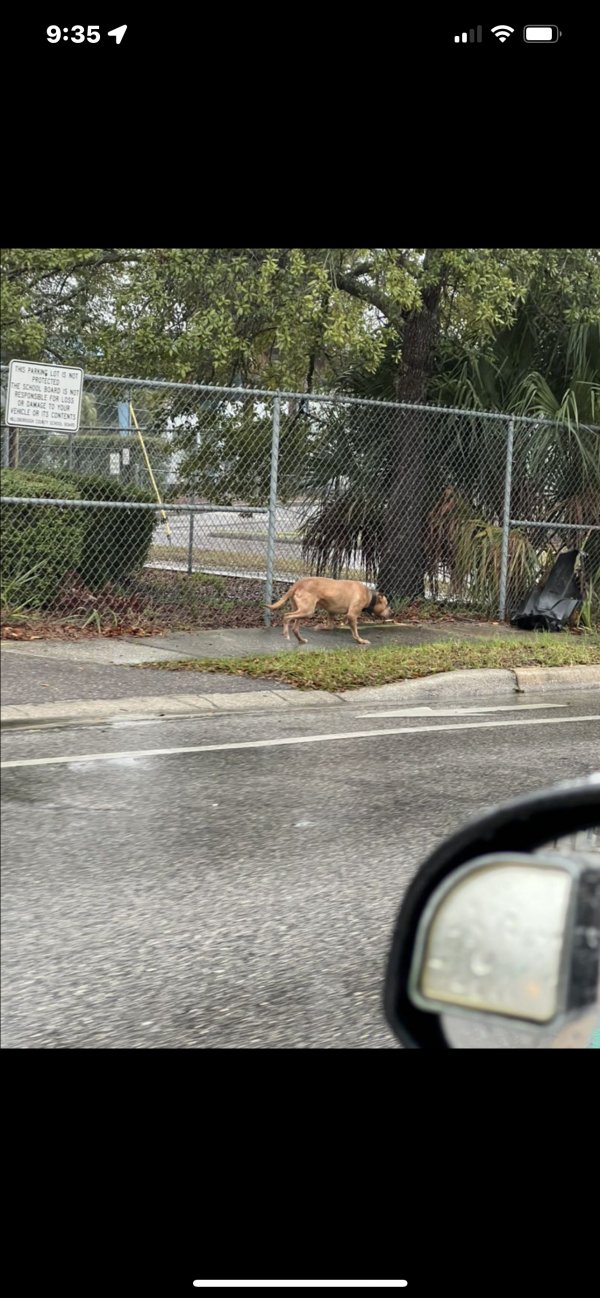 Safe Dog in Tampa, FL