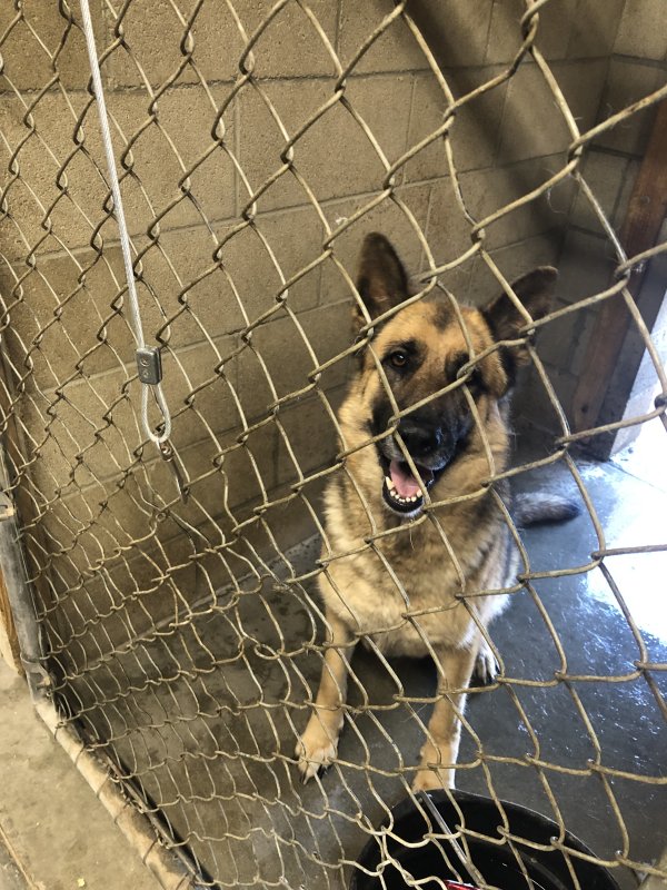 Found German Shepherd Dog in Palmdale, CA