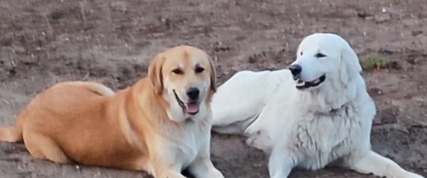 Safe Great Pyrenees in Spring Hill, FL