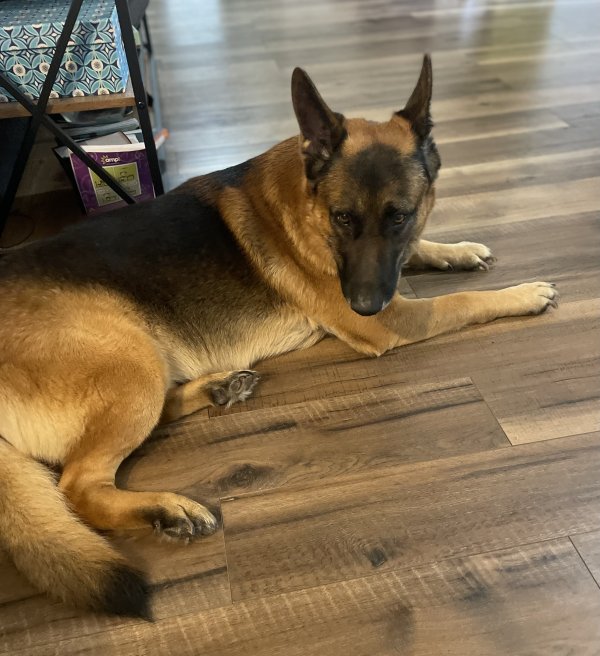 Found German Shepherd Dog in Houston, Texas