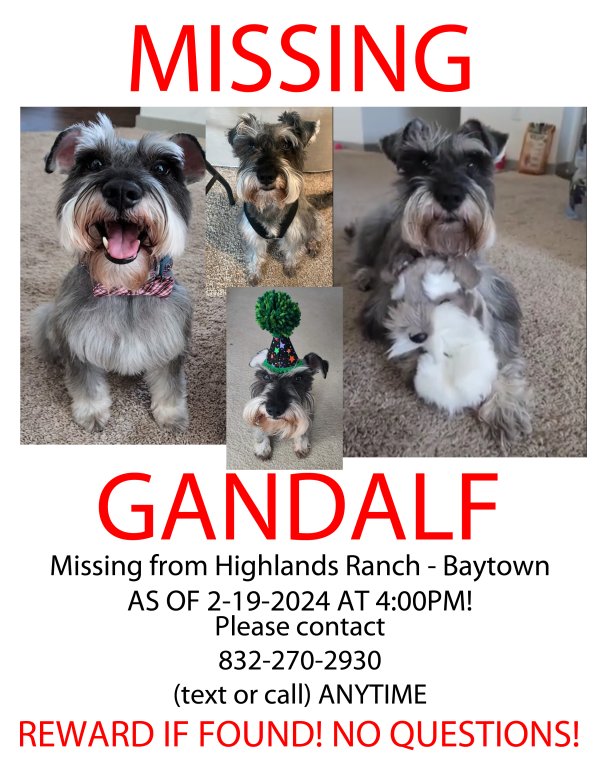 Safe Miniature Schnauzer in Baytown, TX