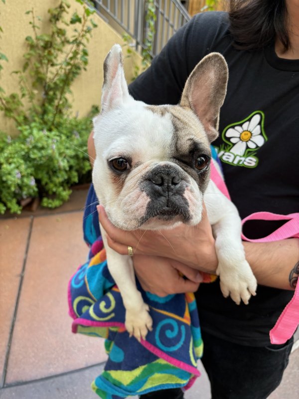 Found sales french bulldog