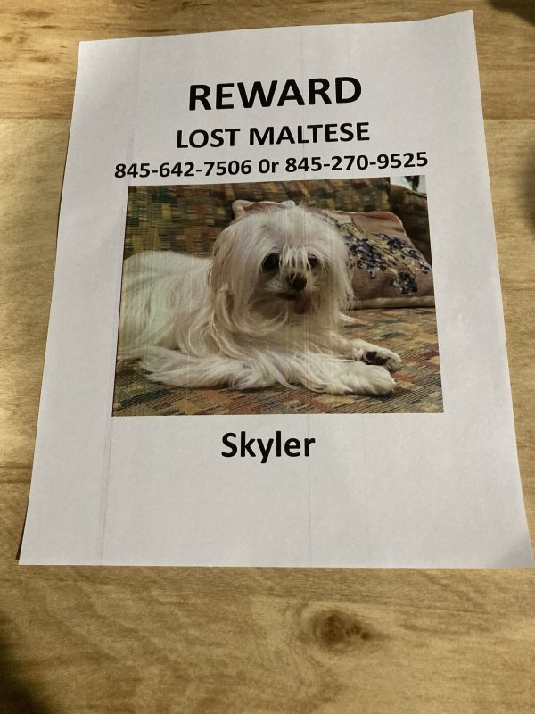 Lost Maltese in New City, NY